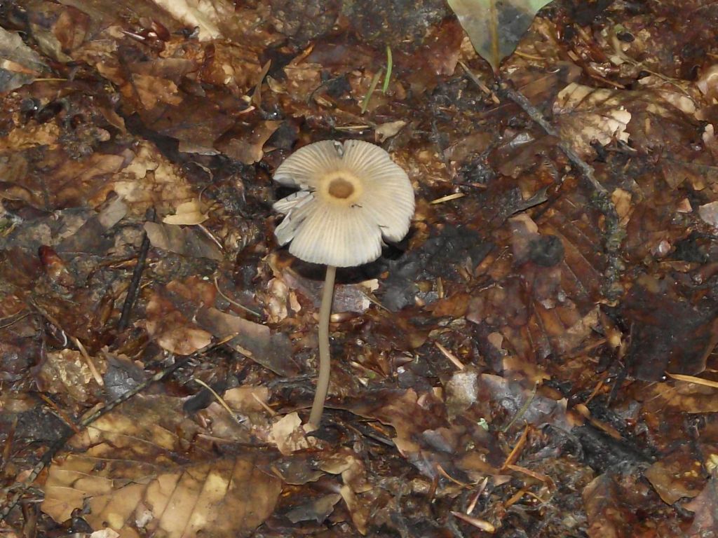 Braunhaariger Tintling - Blick von schräg oben auf ein altes Exemplar. Deutlich zu erkennen sind die Furchungen. Markant ist der rotbraune Scheitel. 